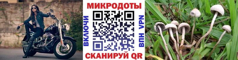 Купить закладки  Дмитриев  Псилоцибиновые грибы Cubensis 